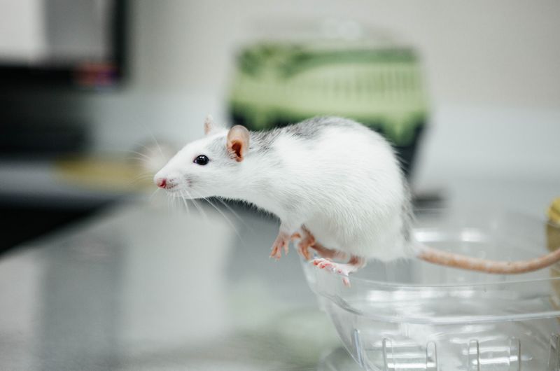 How to Thaw Frozen Feeder Mice: Best Practices for Reptile Owners