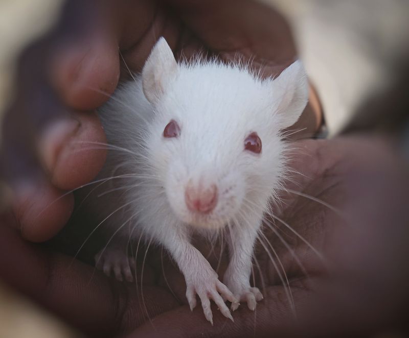 Live vs Frozen Feeder Mice: Which Is Better for Your Reptile?