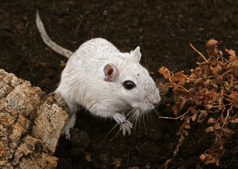 Cold Chain Logistics for Frozen Feeder Mice: From Freezer to Destination