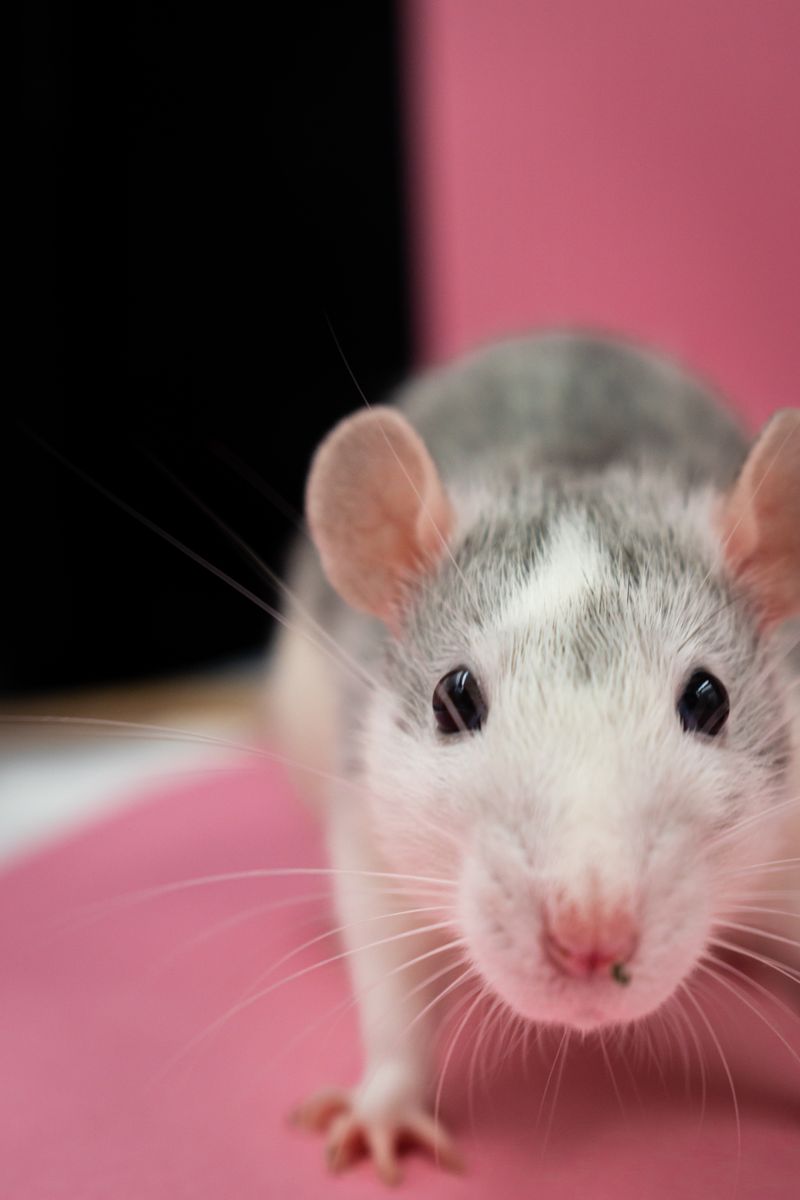 Frozen Feeder Mice Shipping: How Cold Chain Delivery Works