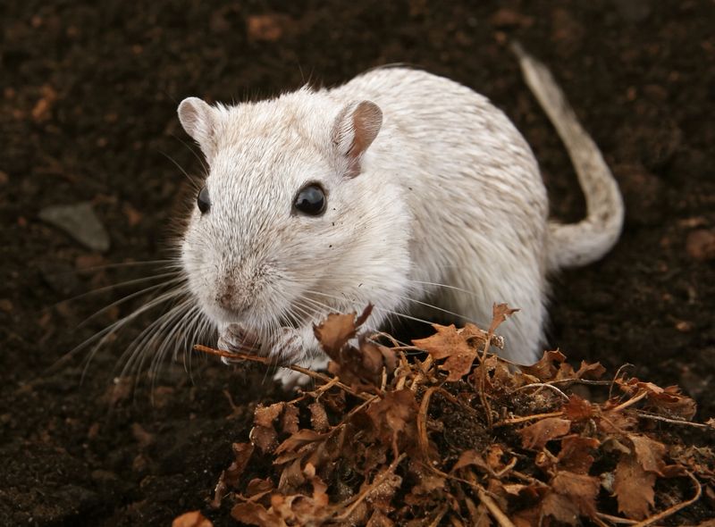How to Store Frozen Feeder Mice: Temperature, Shelf Life, and Organization