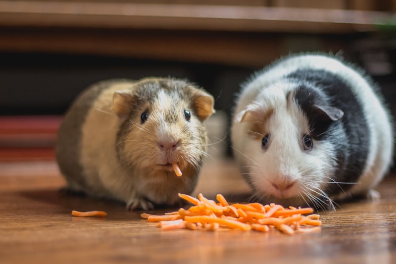 Frozen Feeder Mice Import Guide for the United Kingdom