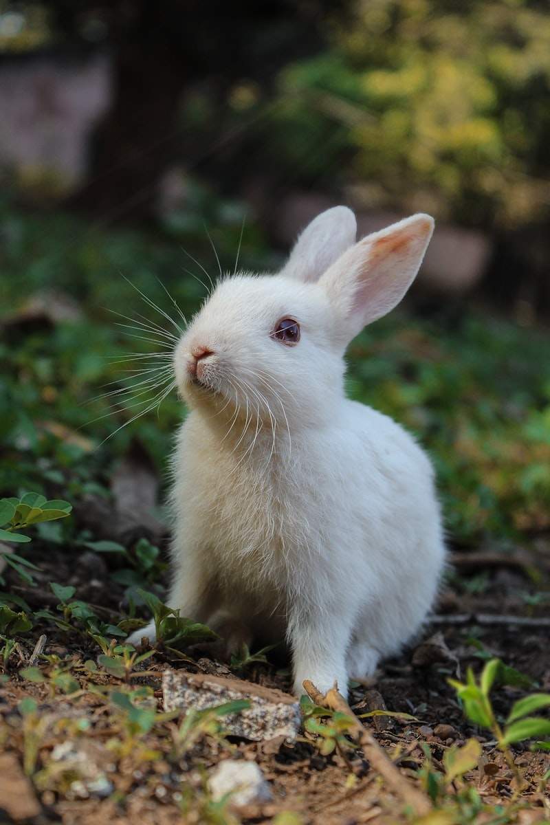Frozen Feeder Mice Import to Australia: Biosecurity Guide