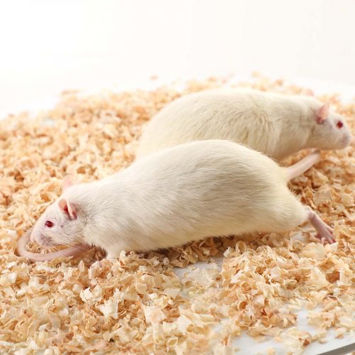 Adult Mouse - XXL (150-250g)