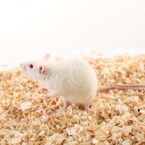 Adult Mouse - Large (70-100g)