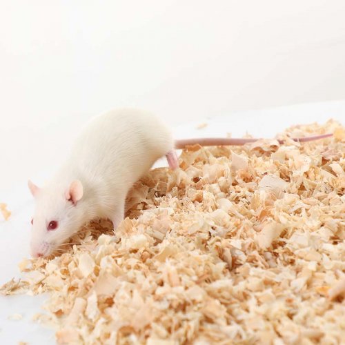 Adult Mouse - Medium (45-70g)