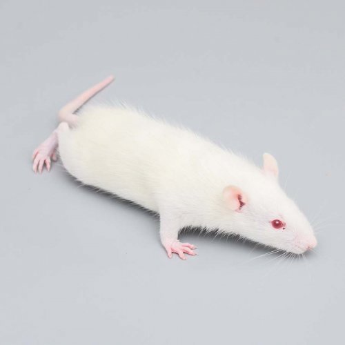 Adult Mouse - Small (30-45g)