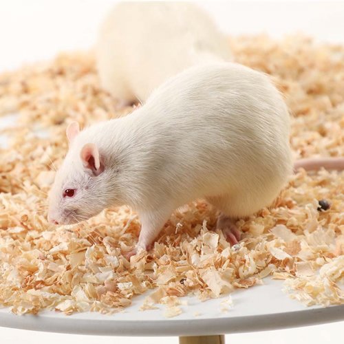 Adult Mouse - Extra Large (100-150g)