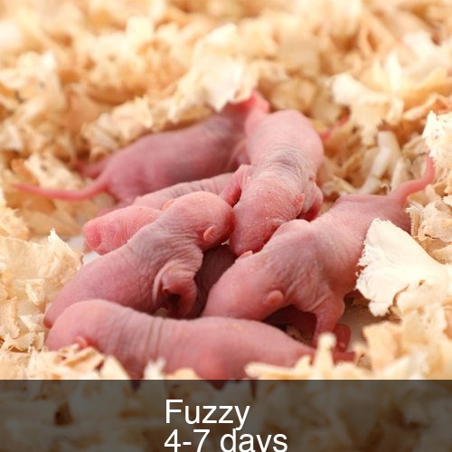 Fuzzy Mouse (6-9g)