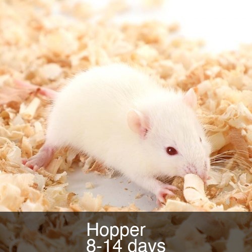 Hopper Mouse (10-15g)