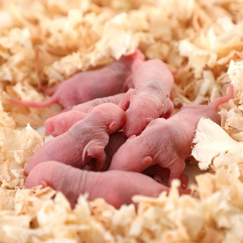 Pinkie Mouse - Large (3-5g)
