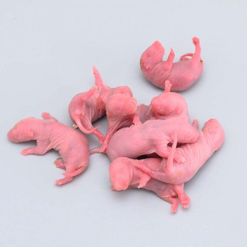 Pinkie Mouse - Small (1-2g)