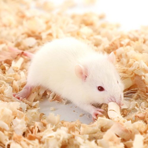 Weaned Mouse (20-40g)